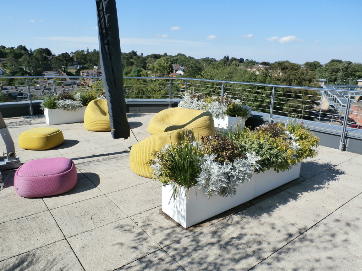 Picture of Pittosporum and Allium